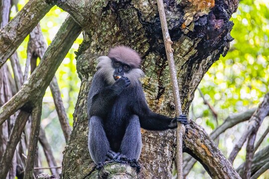 Endemic purple faced langur sitting in tropical forest