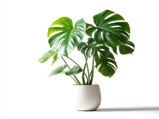 Lush Monstera Deliciosa Plant in White Pot Vibrant Green Foliage Home Decor
