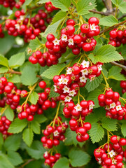 Obraz premium Red currants are in full bloom on a bush during summer providing a colorful and vibrant copy space image