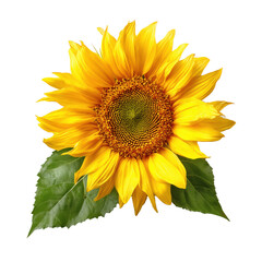Fototapeta premium Radiant Sunflower with Vibrant Yellow Petals and Lush Green Leaves , isolated on white background png