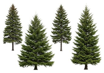 Obraz premium Isolated evergreen trees with green needles on a white background for design elements