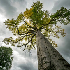 Fototapeta premium low angle view of tree against sky