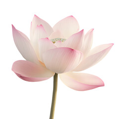 Fototapeta premium Pink Lotus Flower on Transparent Background