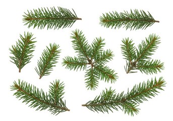 Naklejka premium Collection of fresh green fir tree branches isolated on a white background