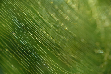 Close-up of a delicate spiderweb in sunlight. Abstract, green background.