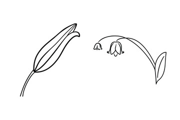 Elegant black and white floral illustration featuring lily and delicate lily of the valley elements