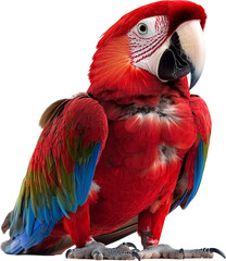 Fototapeta premium parrot 