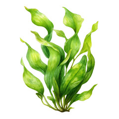 Vibrant Watercolor Botanical Illustration of Lush Green Seaweed , isolated on white background png