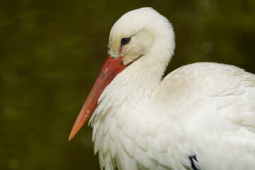 
White Stork (Ciconia ciconia).Ciconiidae family.Vogelpark Walsrode, Germany.