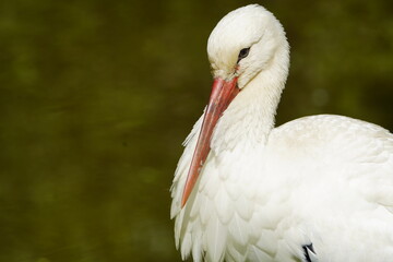 
White Stork (Ciconia ciconia).Ciconiidae family.Vogelpark Walsrode, Germany.