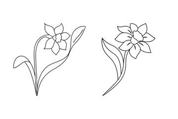 Two elegant line art illustrations of daffodils isolated against a clean white background perfect for designs.