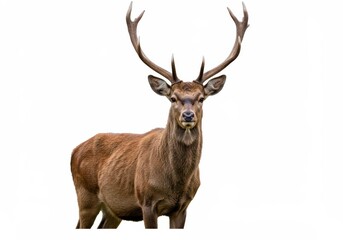 Majestic red deer stag with large antlers standing against a clean white background looking directly at the camera