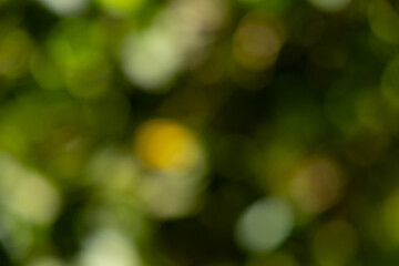 Abstract nature bokeh background of lush green