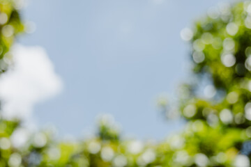 Abstract nature bokeh background of lush green