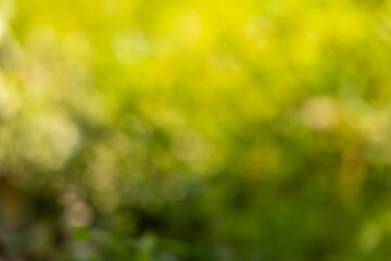 Abstract nature bokeh background of lush green