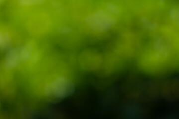 Abstract nature bokeh background of lush green