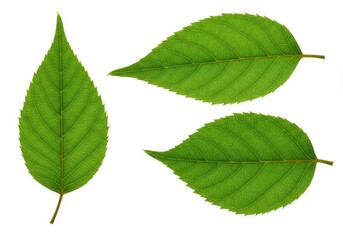 Fototapeta premium Three green leaves with detailed veins are isolated on a white background, showcasing their natural textures
