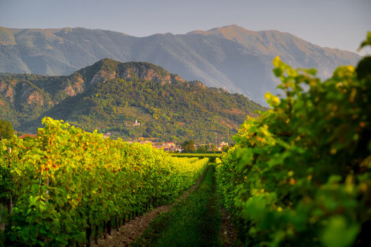 View of green hills and vineyards, Conegliano Valdobbiadene. Conegliano, Veneto region, province of Treviso. Prosecco region.