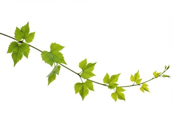A vine with bright green leaves stretches across a white background, showcasing its delicate structure