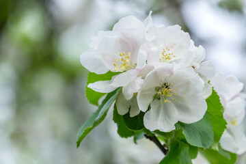 Apfelbaumblüte