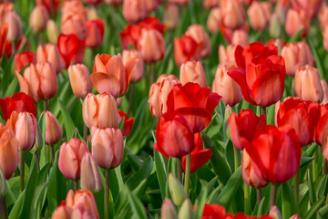 Tulpen (Tulpia)