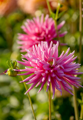 Dahlie (Dahlia)