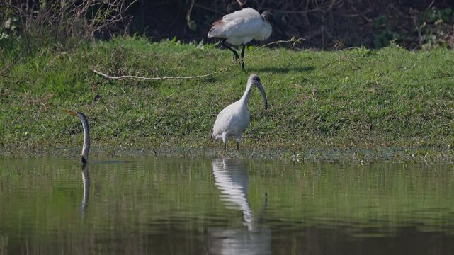 Indian white ibises looking for food in the pond in keoladeo bird sanctuary, Threskiornis melanocephalus, ecosystem, India.