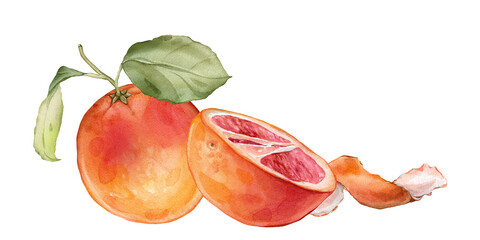 Composition with slice and whole Grapefruit and zest. Hand drawn watercolor illustration of orange tropical citrus fruit and leaves on isolated background. Half grapefruit with green leaves