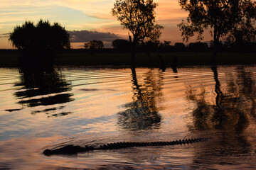 A ferocious Saltwater Crocodile (Crocodylus porosus) while spectacularly and colorful sunset at...
