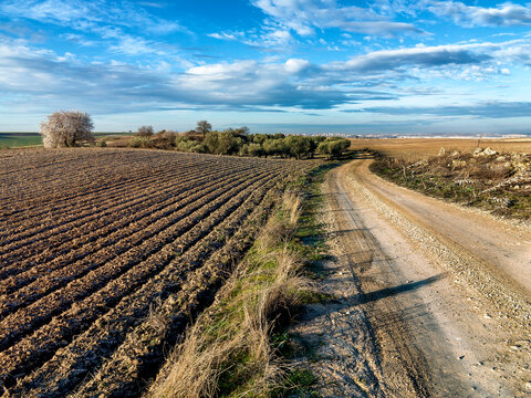 Camino entre barbechos y olivares