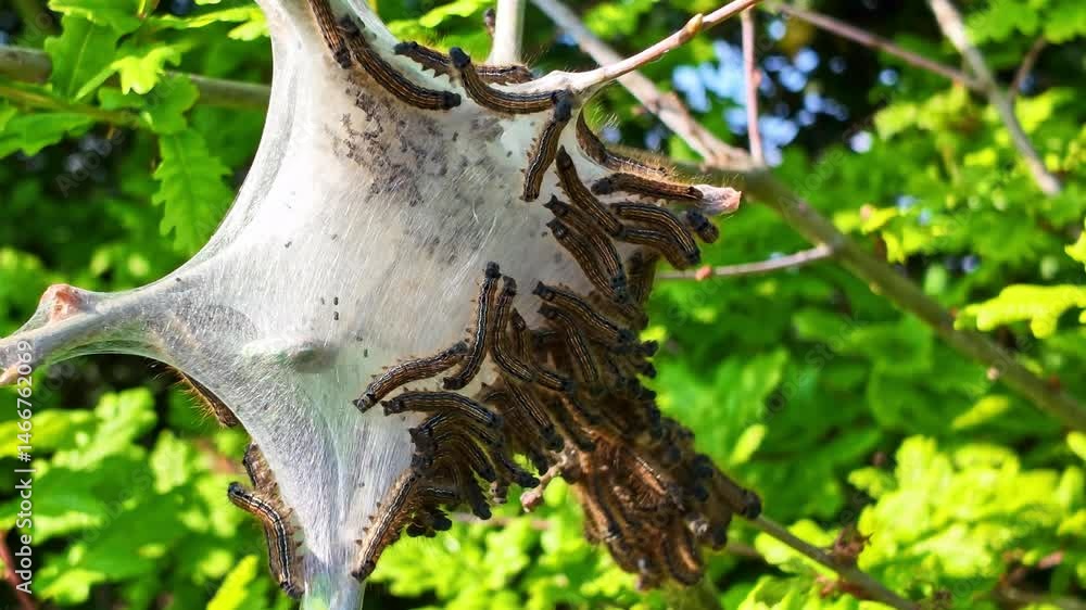 Aufkleber group of caterpillars clustered around a white silky nest on a tree branch in spring.