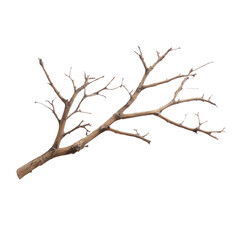 Elegant Dry Branch: A Minimalist Nature Decor , isolated on white background png