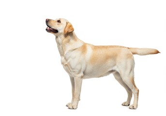Golden labrador retriever stands attentively on a white background, looking upwards with an open mouth