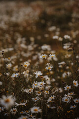 white daisies in full bloom. The daisies, with their bright yellow centres and crisp white petals, stand out against the lush green foliage. 