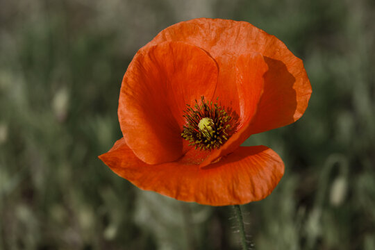 red poppy flower