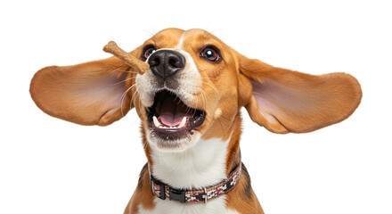 Beagle Dog Mid-Air Catching Treat Isolated on White Background with Flapping Ears