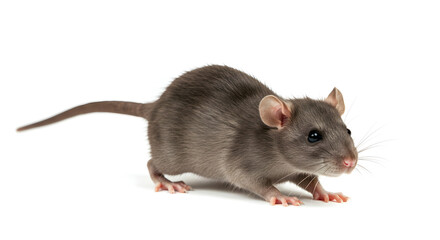 Close Up Of A Grey Rat On White Surface With Detailed Fur In Studio Shot