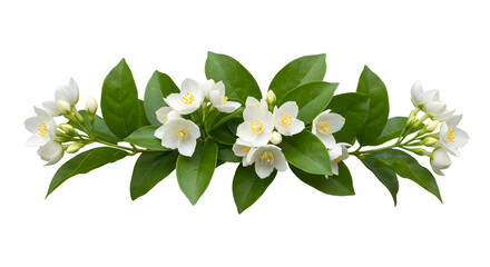 Elegant White Jasmine Blossoms And Lush Green Leaves Against A Clean White Backdrop