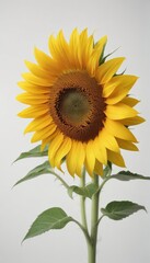 Obraz premium A single vibrant sunflower isolated on pure white , bright, happy