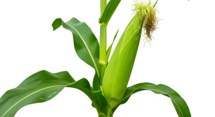 Fresh Green Corn On The Stalk Isolated On White Background Displaying Natural Details
