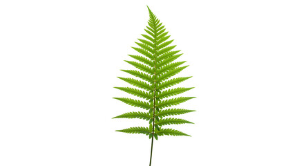 Isolated Green Fern Leaf Against White Background with Detailed Texture and Natural Elegance