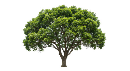 Isolated Lush Green Tree with Detailed Foliage on a Bright White Background