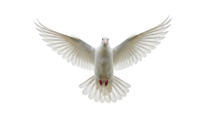 Obraz premium Isolated White Dove in Flight with Outstretched Wings on a Bright White Background