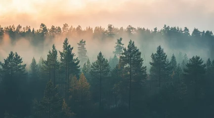 Sierkussen Mistig bos Misty sunrise over a dense pine forest  © Nurul