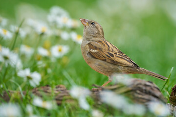Haussperling