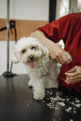 Toy Poodle Haircut by a Professional Hairdresser. Paws and Claws Trimming
