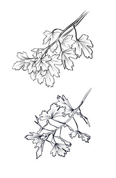 black and white parsley sprigs clip art preview