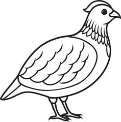 Line art vector illustration of a quail bird