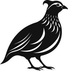 vector illustration of a quail bird