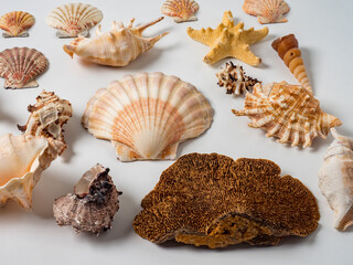 collection of seashells on a white background, memories of a trip